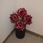 Suena * טולדו